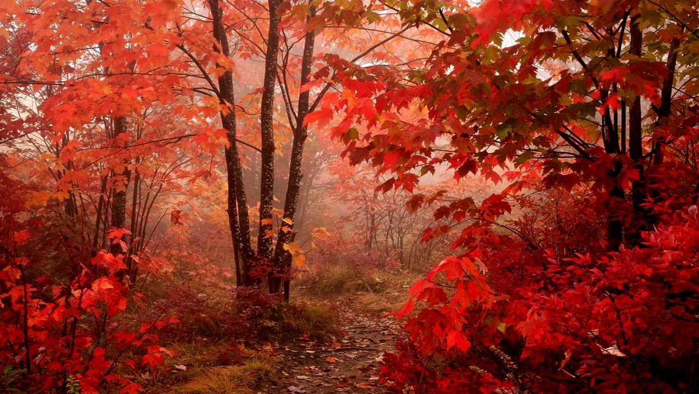 http://4.bp.blogspot.com/-EdO6kp3PXHA/UNuX_U1pc1I/AAAAAAAAyJg/3UI148lWMs0/s1600/1360x768+-+Paisaje+Wallpaper+(2).jpg