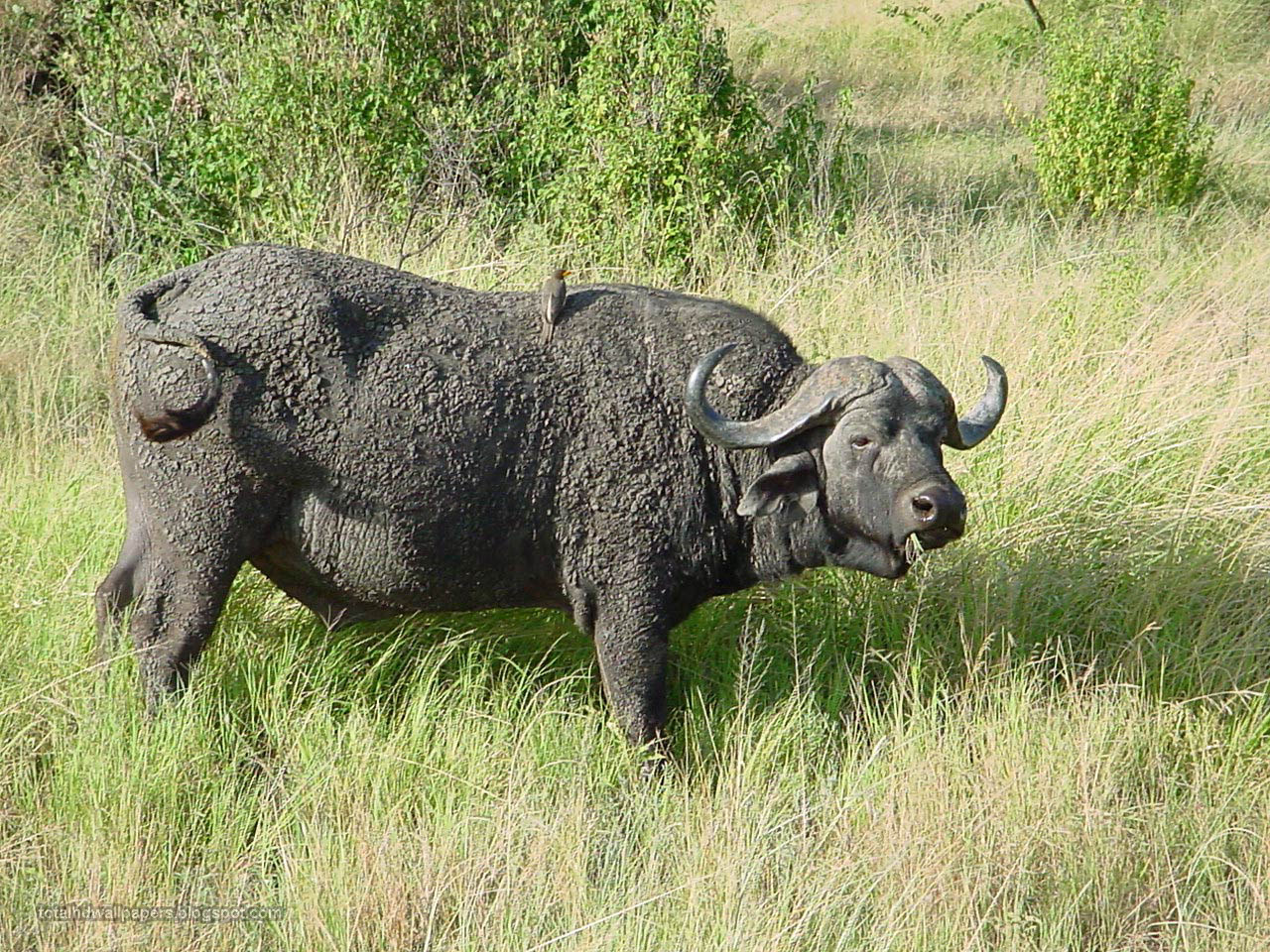 Actresses HD Wallpapers: buffalo hd wallpapers