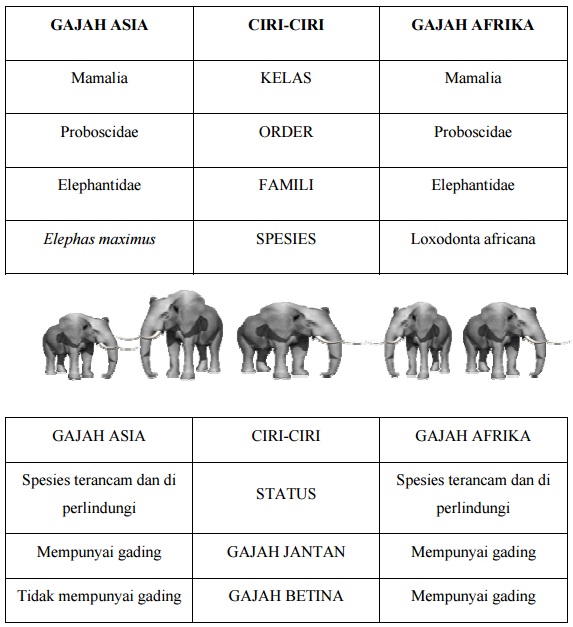 gajah afrika dan gajah asia - Hari Gajah Sedunia (World Elephant Day)