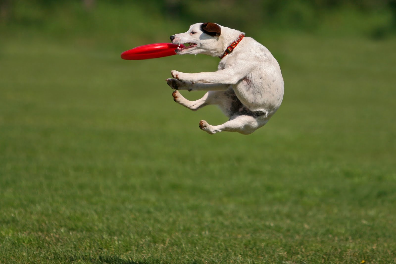 Such Good Dogs: Frisbees