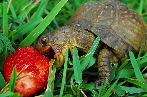 Turtleberry.jpg