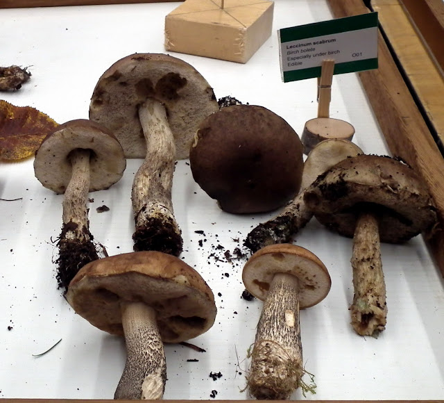 Leccinum Scabrum aka Birch Bolete - edible mushrooms