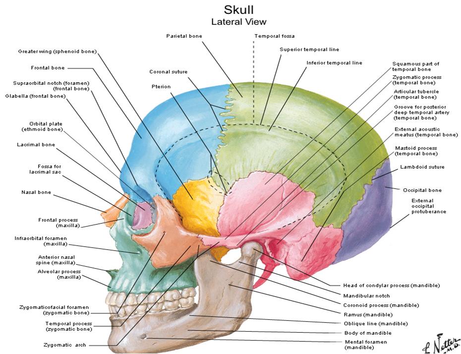 Dentistry lectures for MFDS/MJDF/NBDE/ORE: Diagrams Of Anatomy Of Skull