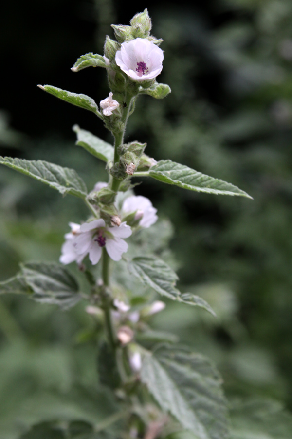Healing Weeds Marshmallow
