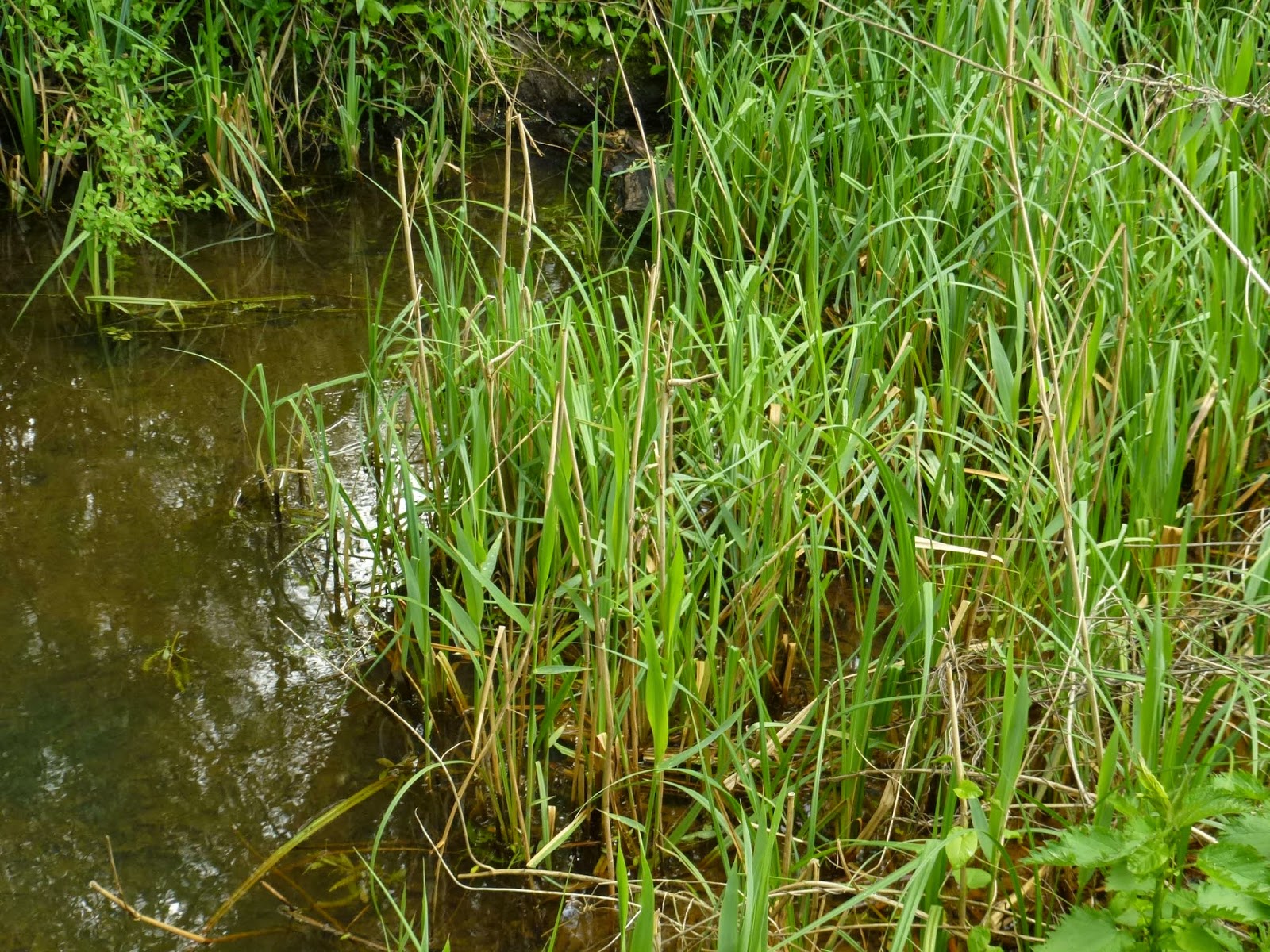Views of the Ock Top Ten Tips for watching water voles