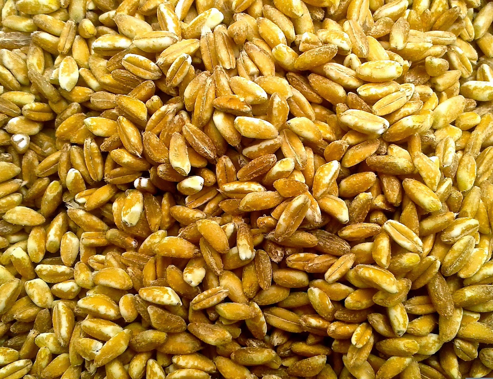 naturalmente in pentola FARRO Insalata di farro autunnale