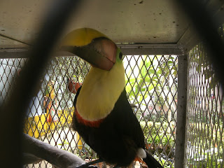 wild animals Nicaragua