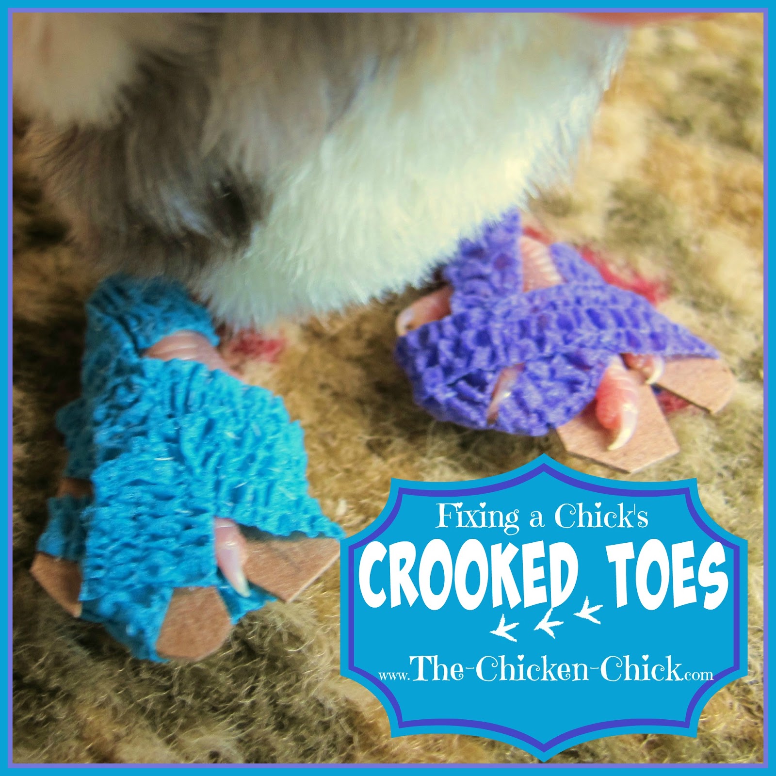 Spraddle leg & Crooked Toes in Chicks Causes and Treatments The