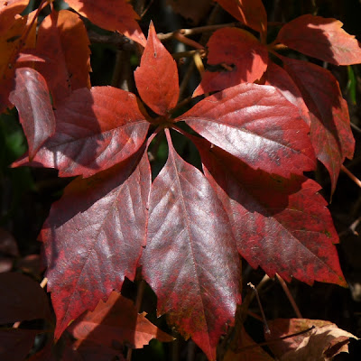 Virginia Creeper is a native vine that grows distinctive fiveleaf bunches