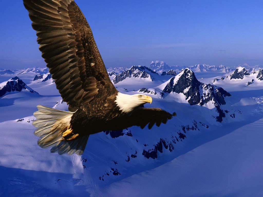 http://4.bp.blogspot.com/-EelMcSwINZU/Tr__a3KiF9I/AAAAAAAABhg/J-3br92F6lk/s1600/Aguila_Volando-1024x768-527181.jpeg