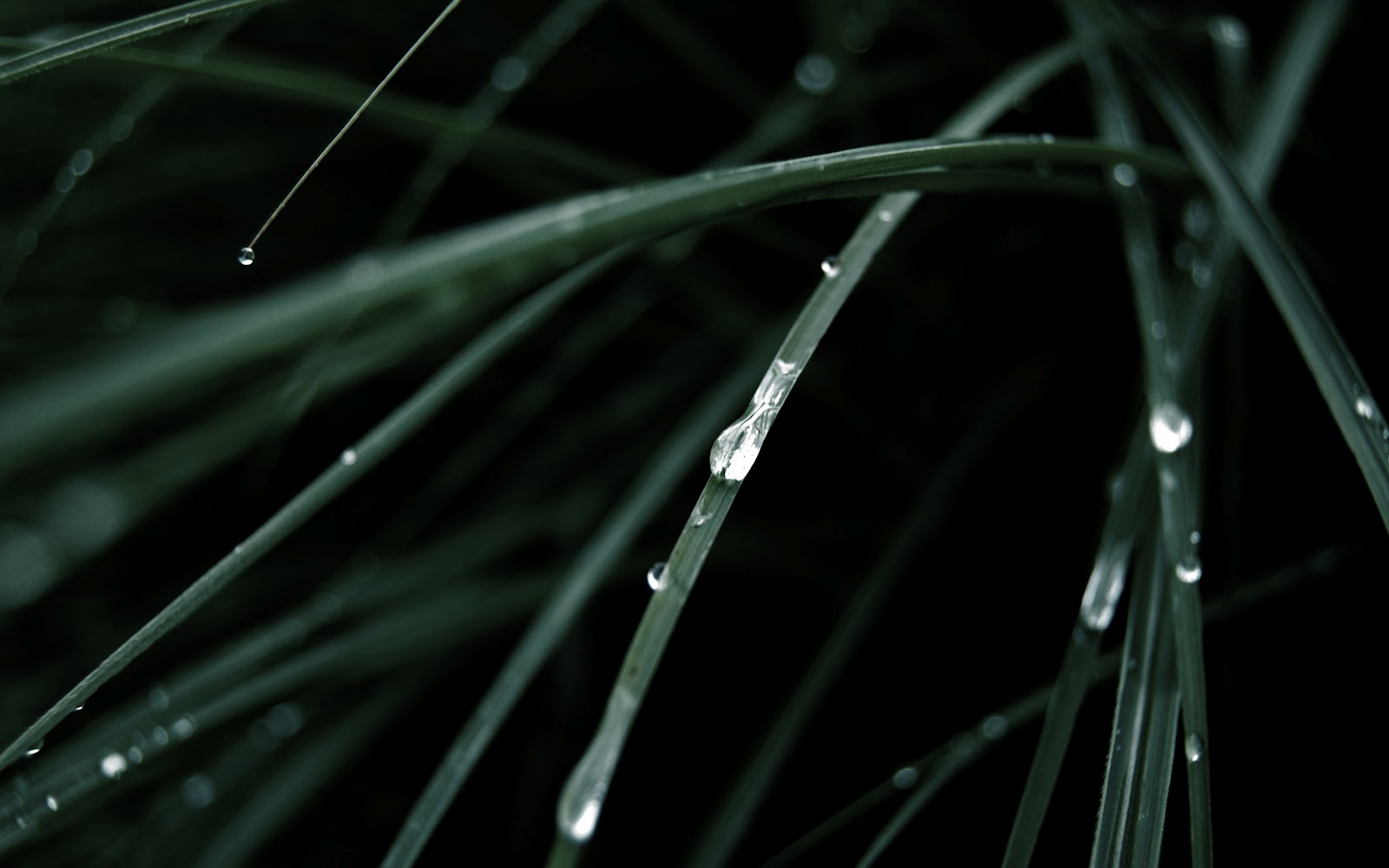 Spring morning dew on the leaves wallpaper ~ The Wallpaper Database