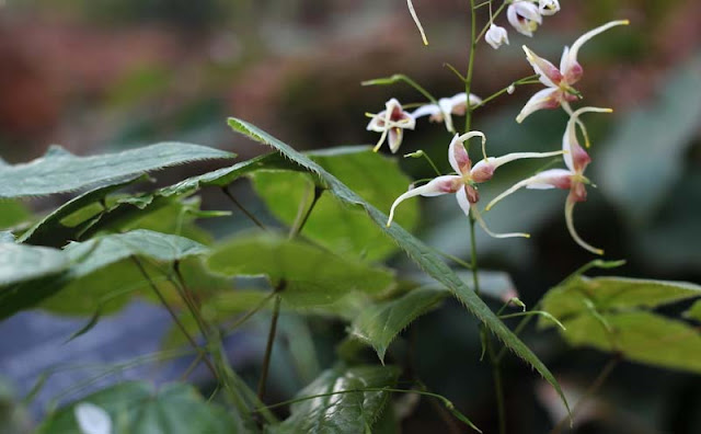 Epimedium Sagittatum Flowers Pictures