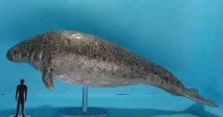 VT Wildlife Biology: Stellar's sea cow