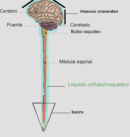 Que tratamiento a la hernia de los riñones