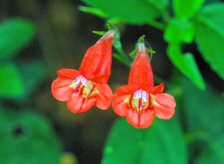 Flower at Paronella Park, Queensland 015