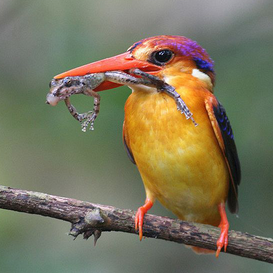 Burung Cantik Burung Udang Api