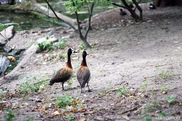 aliciasivert, alicia sivertsson, alicia sivert, berlin zoo, djurpark, djurhållning, instängda djur, djur i bur, cages, animal, animals, cage, duck, and, anka, änder, ankor