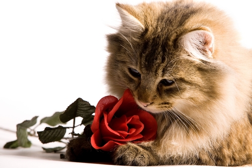 e907zdkrsj4u3hwmcf6ag52pnltyxbioqv81_cat_with_rose.JPG