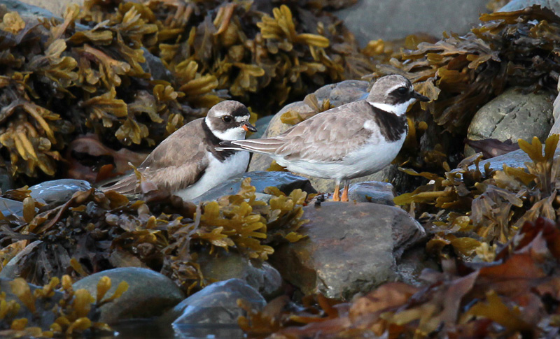 Semipalmated Vs Common Ringed Plover Semipalmated Vs Common Ringed Plover
