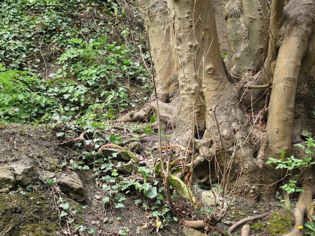 The foot of a branched sycamore trunk growing from a dry, earthy bank.