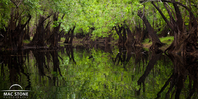 The Suwannee River at Okeefenokee Swamp Mac Stone