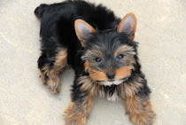 Meet Cricky...our beloved Yorkie