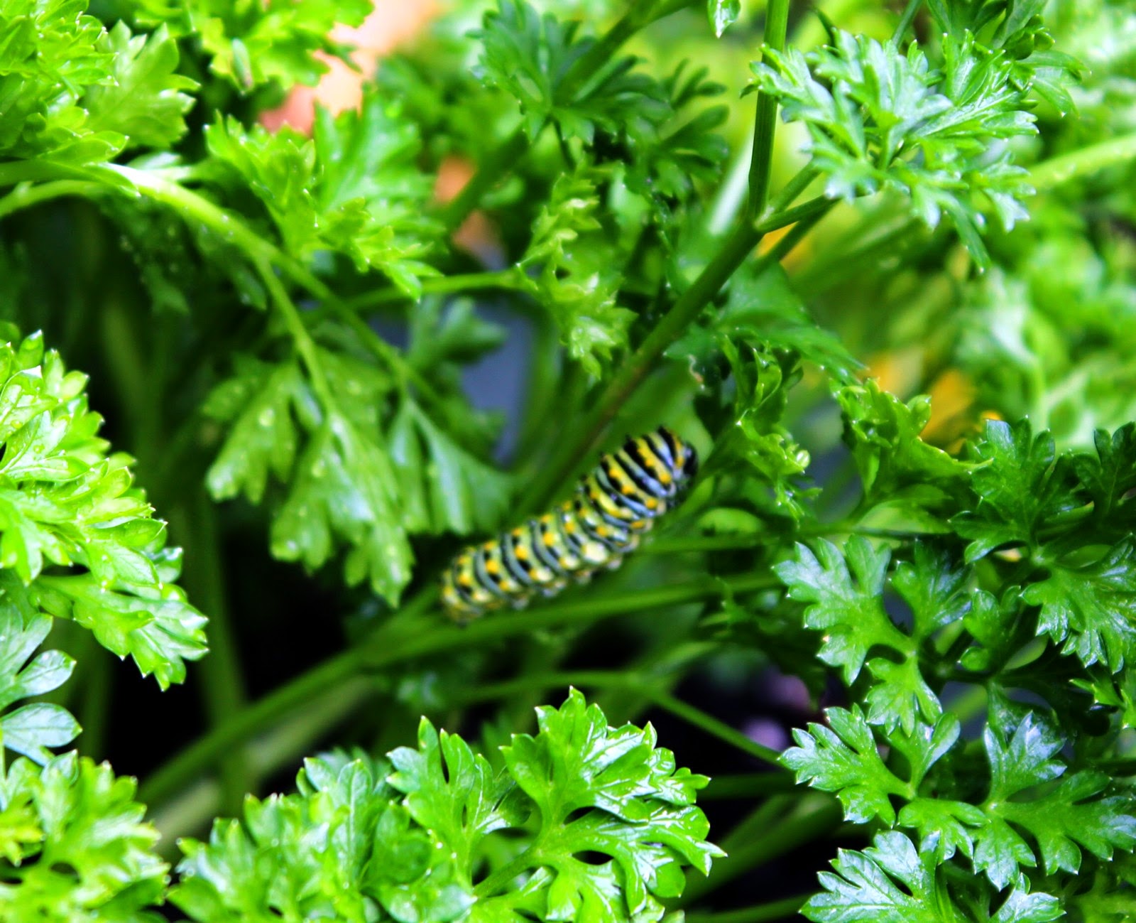 Appalachian Journal The Life of a Black Swallowtail Caterpillarupdated