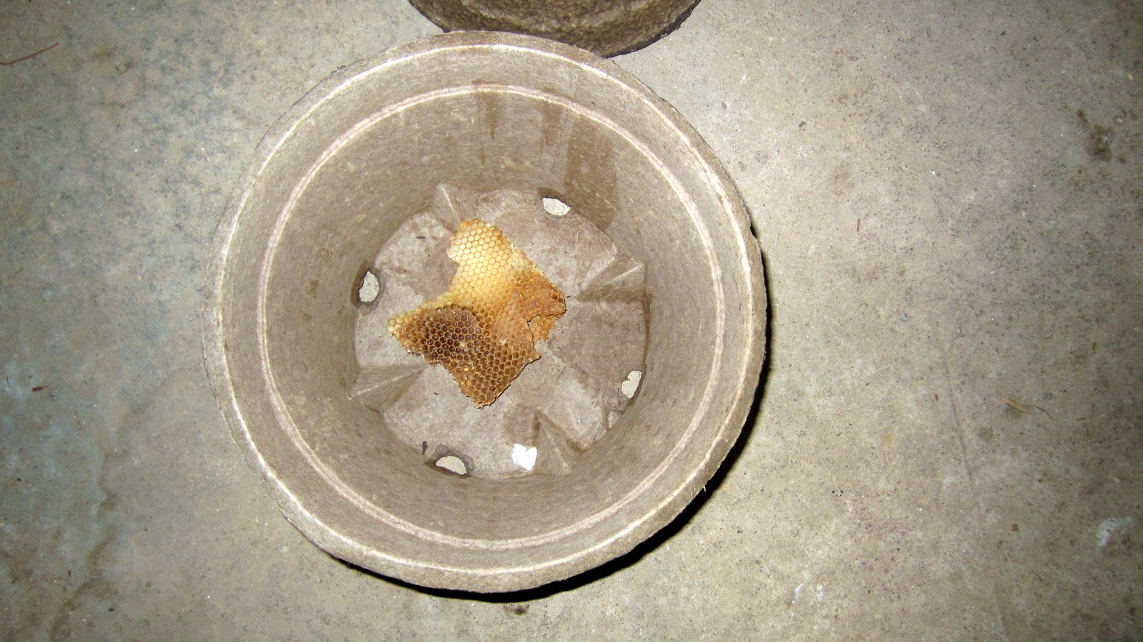 Linda's Bees Making a Homemade Swarm Trap