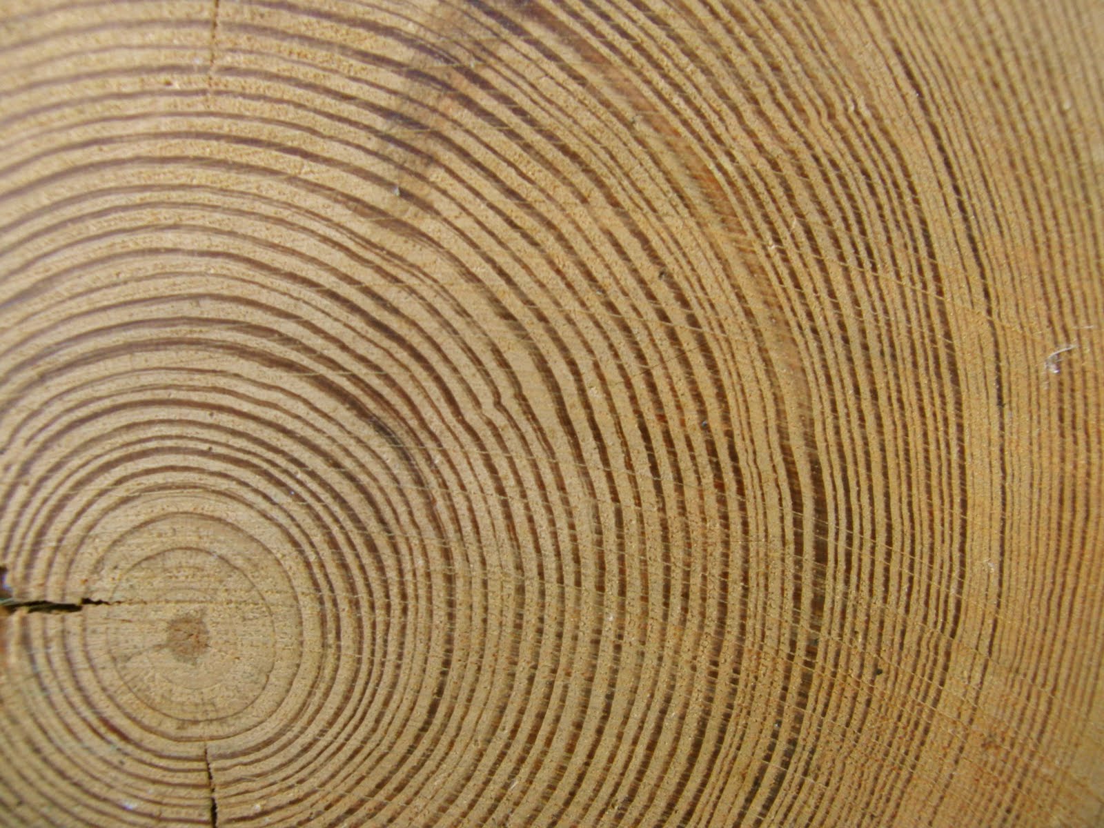 Spasms of Accommodation: Tree Rings