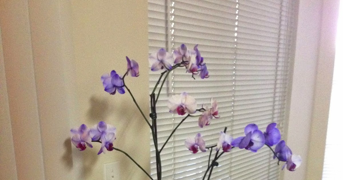 orchids