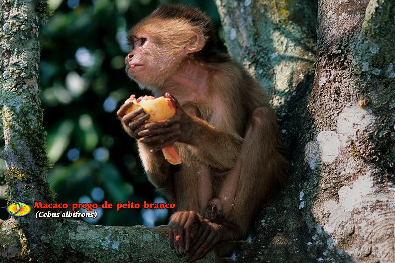 Macaco-prego isolado no fundo branco