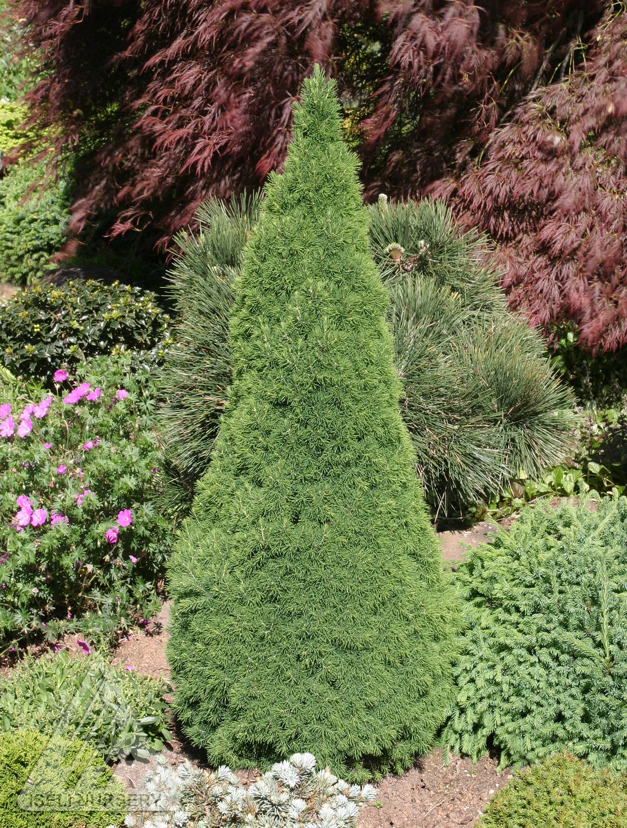 Picea Pungens Ruby Teardrops Colorado Spruce Conifer Kingdom