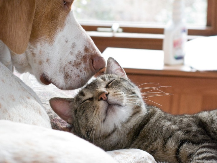 Cat and Dog Love Annie Many