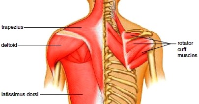 Rehab: Swimmer's shoulder