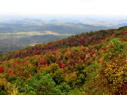 Fall foliage