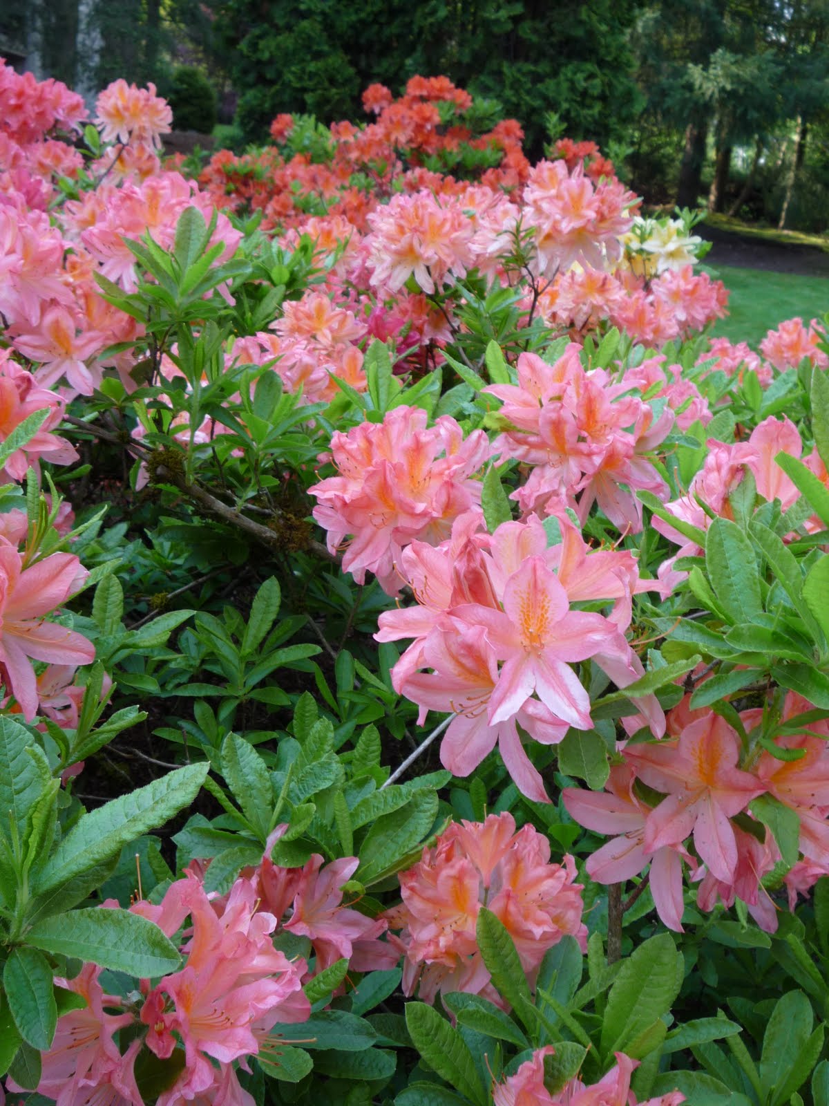 Just Northwest Outdoor Tourism Blog featuring the Pacific Northwest