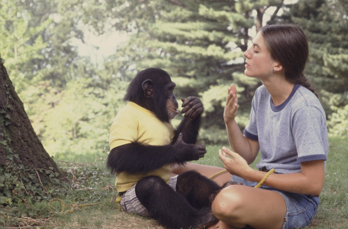 project nim From the oscar®-winning team behind man on wire comes the story of nim, the chimpanzee who became the focus of a landmark 1970s experiment to show that an. project nim From the oscar®-winning team behind man on wire comes the story of nim, the chimpanzee who became the focus of a landmark 1970s experiment to show that an.