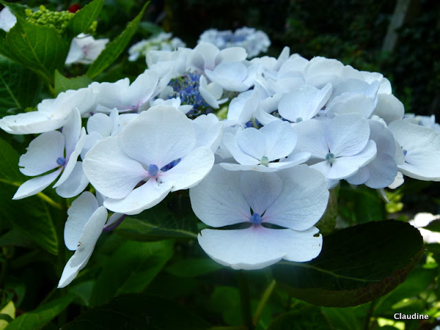 Hydrangea Macrophylla Hortensia Fleurs Blanches Le Noir Et Blanc