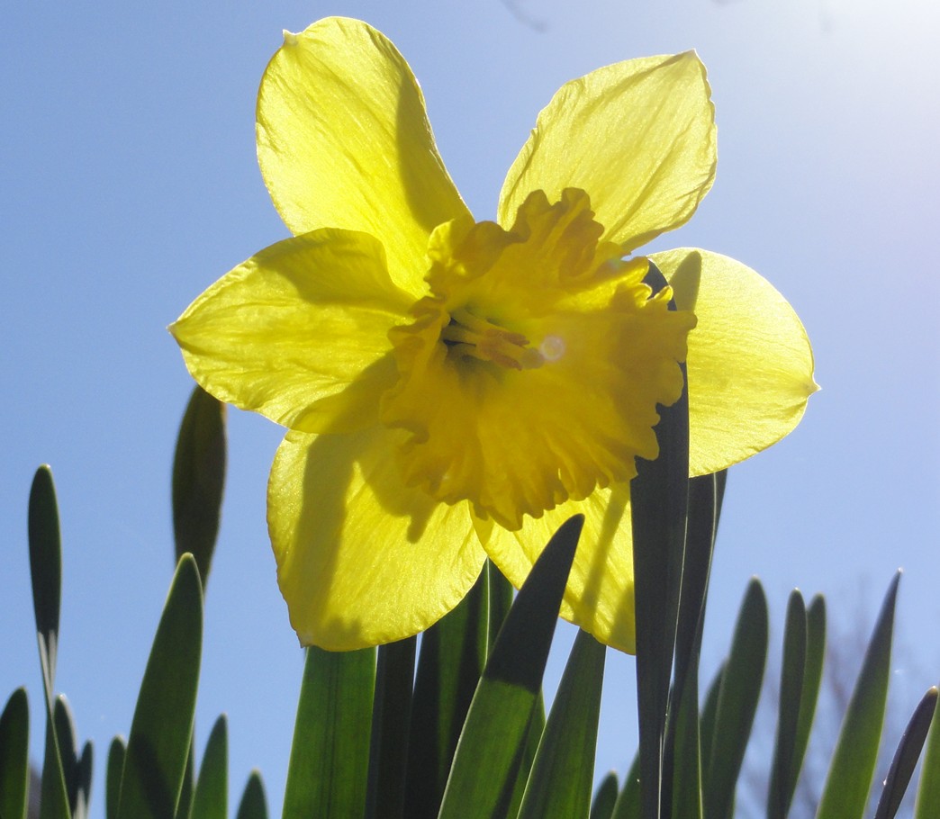 Lily's Picture Shop Free Dandelion & Daffodil Photos