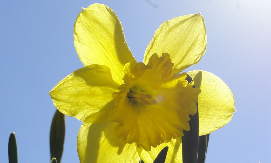 Lily's Picture Shop Free Dandelion & Daffodil Photos