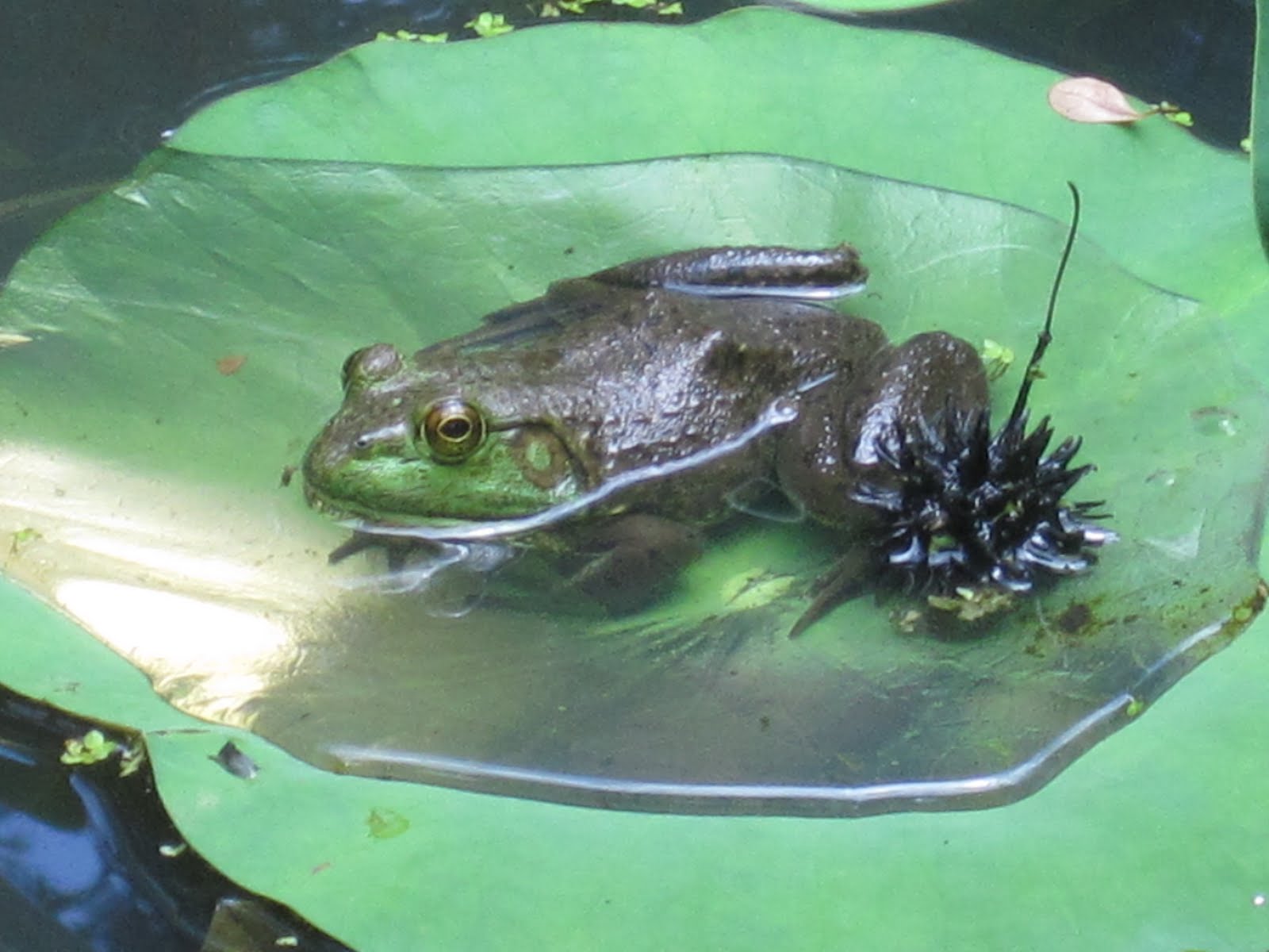 Kris's 2011 A Photo A Day Frog on Lily Pad at National Zoo in Washington DC June 17, 2011