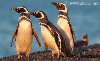 Penguin in Patagonia Argentina Penguin in Punta Tombo San Lorenzo and Peninsula Valdes