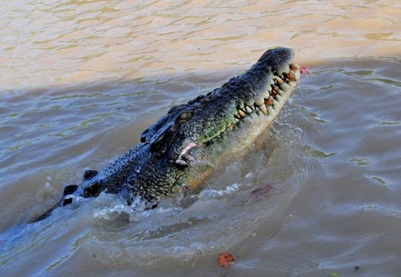 5 Largest Reptiles | New Stylish Wallpaper