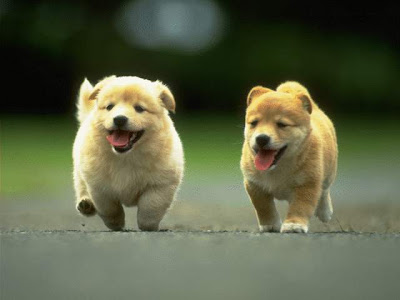 really cute puppies
