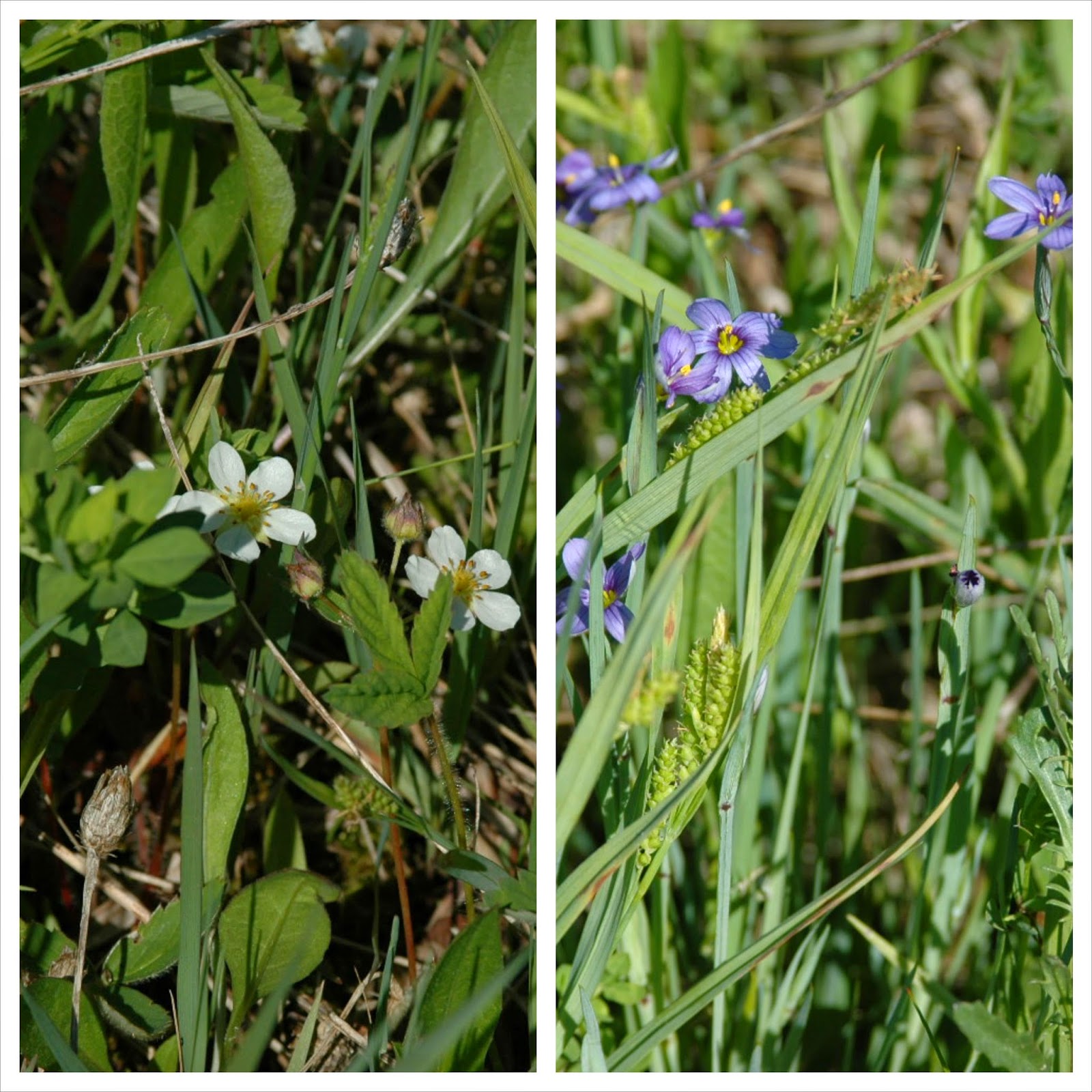 Fragaria virginiana and Sisyrinchium montanum
