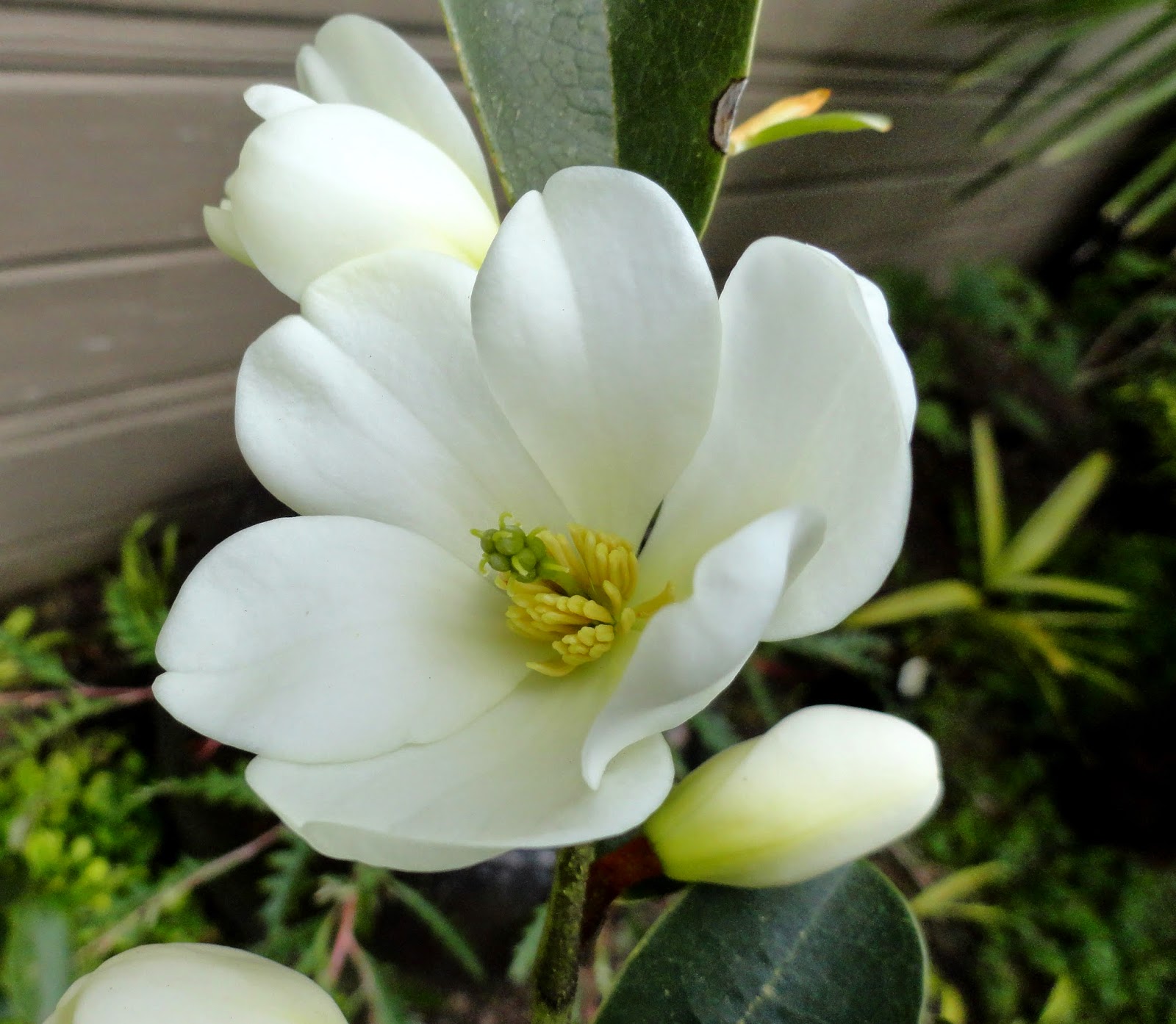 danger garden: Magnolia laevifolia is my favorite plant in the