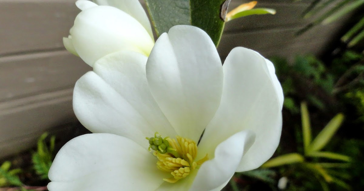 The Perfect Gardenia Candle The Search Is On