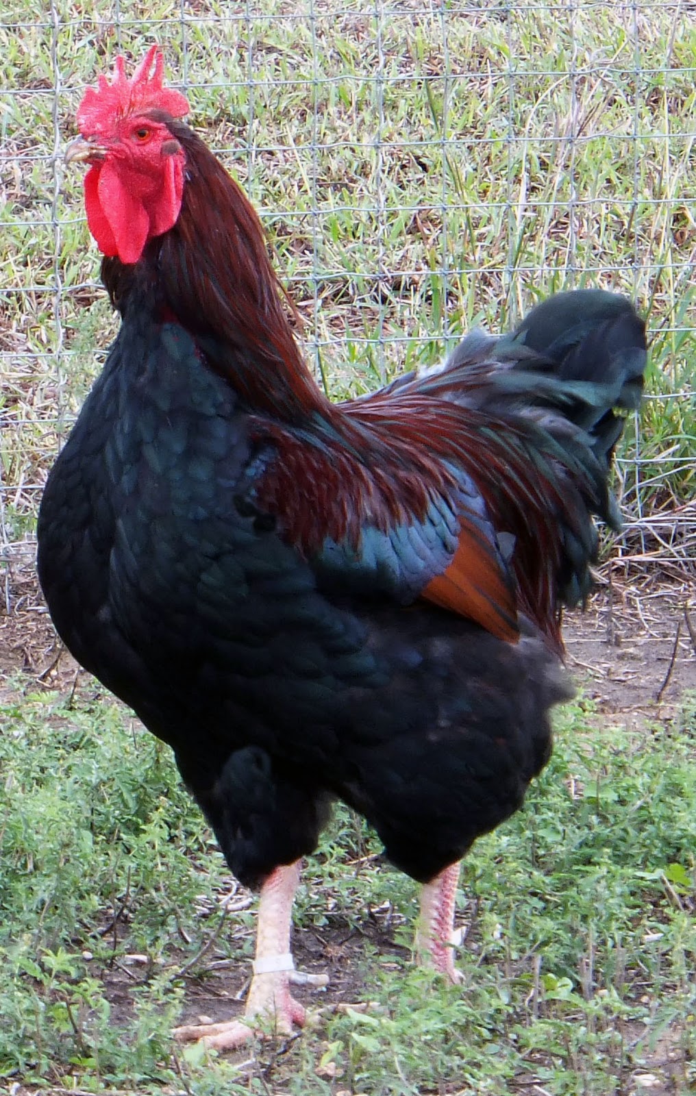 WyanDottes and Rocks Plymouth Rocks