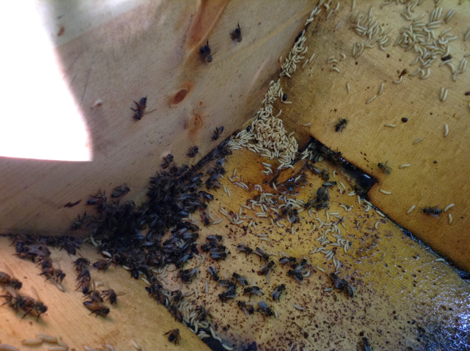 Hive Moth Larvae Infected Hive