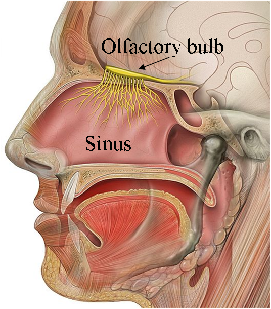 Sickness is Fascinating EB2013 ASPET Blogging Smell the Potential
